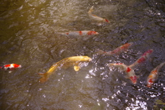 幸運の金色の鯉？
