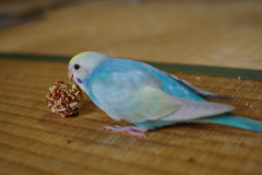 セキセイインコのピーコさん