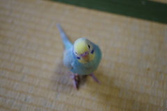 我が家のアイドル