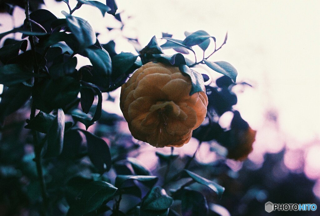 20200405_CANON F-1_2019LomochromePurple 