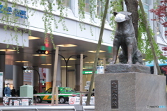 CANON9000D_EF55-250mm (1)