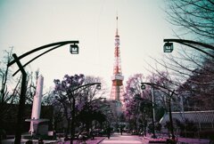 20200331_LC-A_Purple (36)