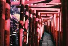 20200412_0426_CANON F-1_2019LomochromePu