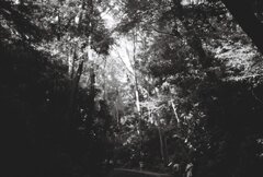 20200426_0502__CANON F-1_ACROS100 II (31