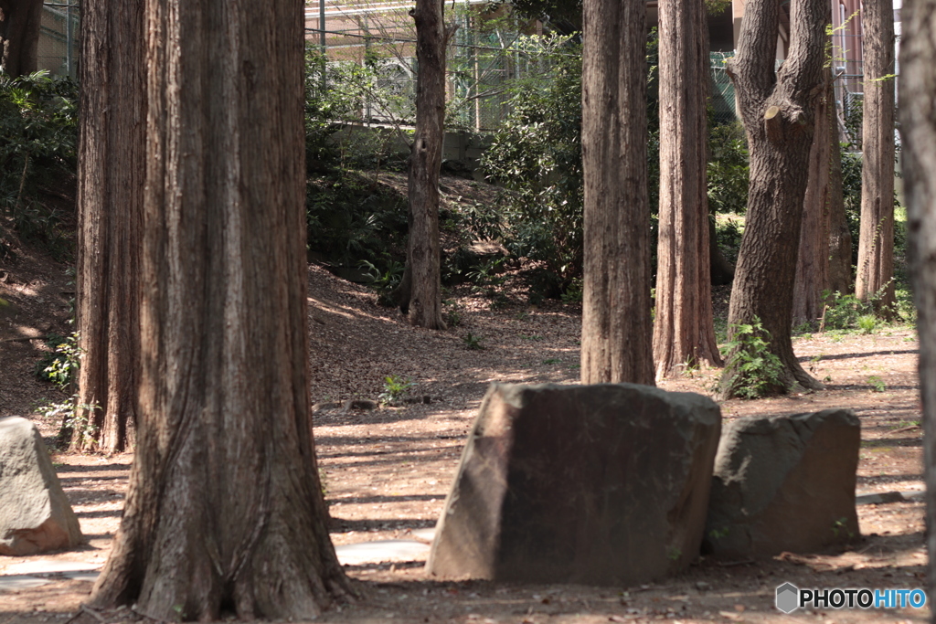 CANON9000D_EF50mm1,8F (10)