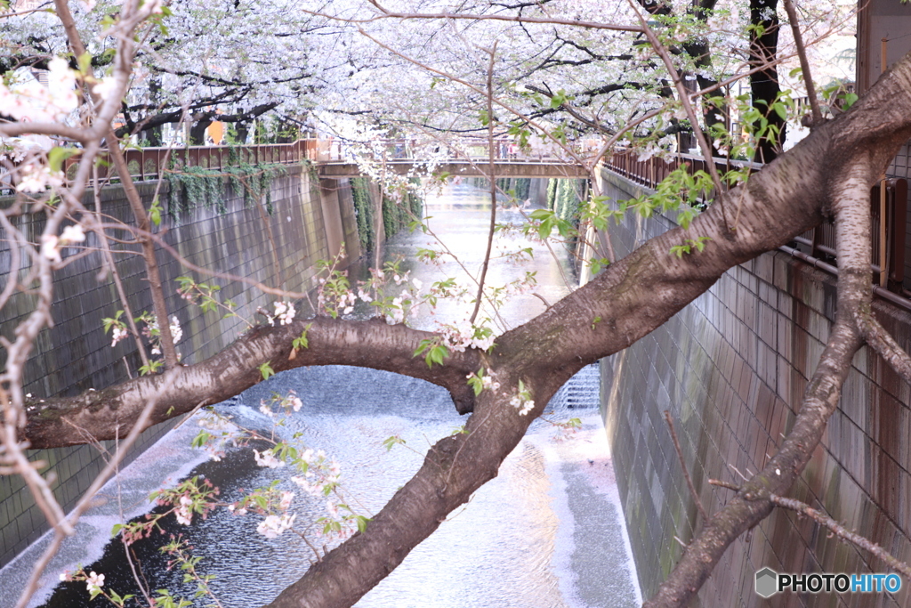 20200404_canon900D_目黒川 (57)