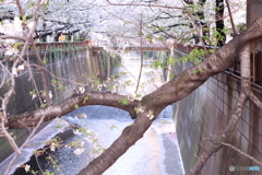 20200404_canon900D_目黒川 (57)