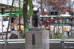 CANON9000D_EF55-250mm (6)