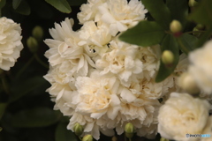 CANON9000D_NewFD50mm3 (6)