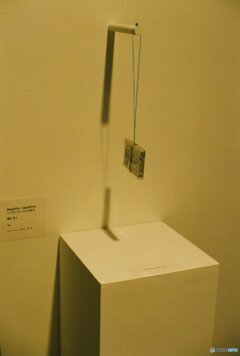20200322_CANON F-1_フジカラー PRO400H (9)