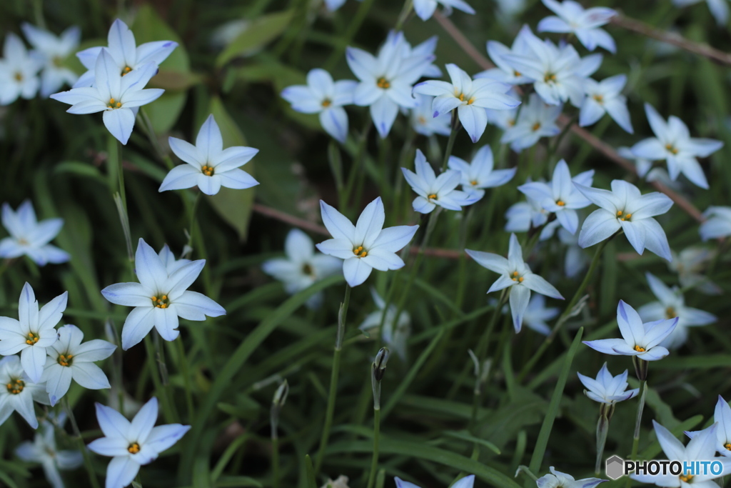 CANON9000D_EF50mm1,8F (11)