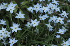 CANON9000D_EF50mm1,8F (11)