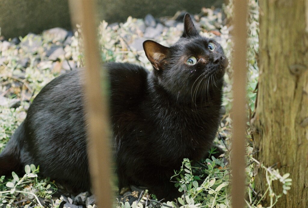 近所の猫#3