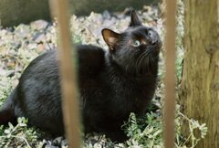 近所の猫#3