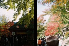 20191116_Olympus Pen EE-3_FUJIFILM200C_ 