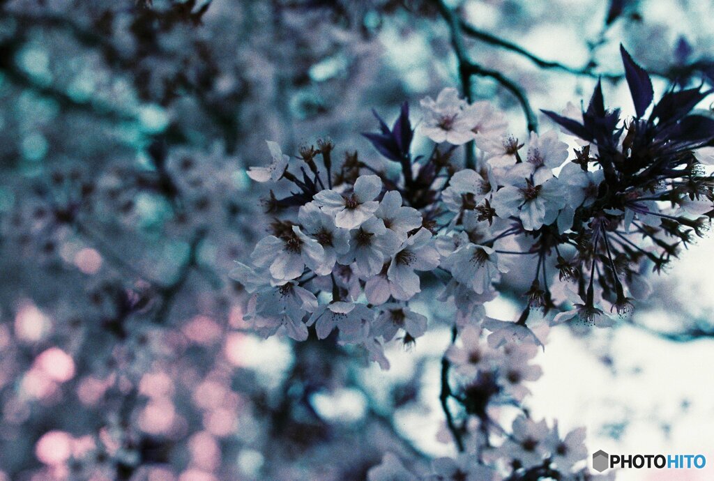 20200405_CANON F-1_2019LomochromePurple 