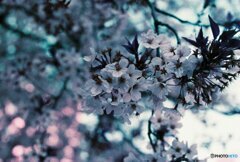 20200405_CANON F-1_2019LomochromePurple 