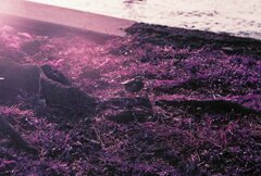 20200412_0426_CANON F-1_2019LomochromePu