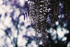 20200412_0426_CANON F-1_2019LomochromePu
