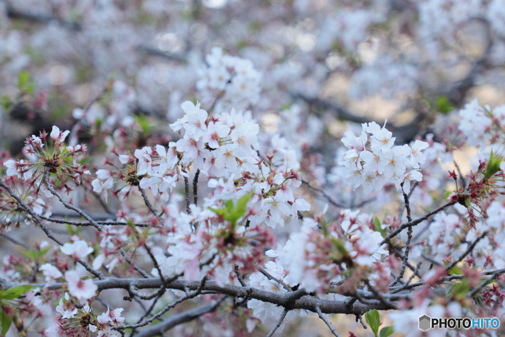 20200404_canon900D_目黒川 (33)