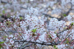 20200404_canon900D_目黒川 (33)