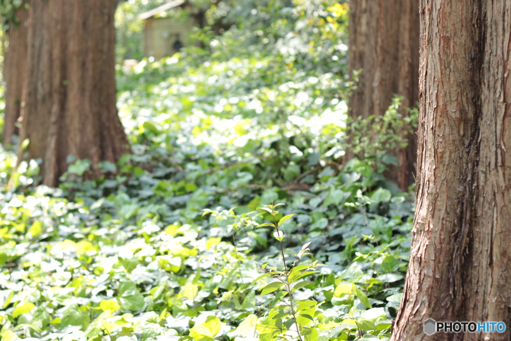 CANON9000D_EF50mm1,8F (15)