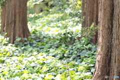 CANON9000D_EF50mm1,8F (15)