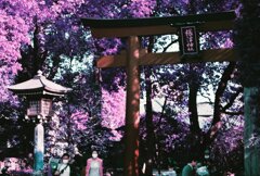 20200412_0426_CANON F-1_2019LomochromePu