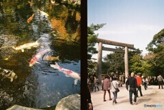 20191116_Olympus Pen EE-3_FUJIFILM200C_ 