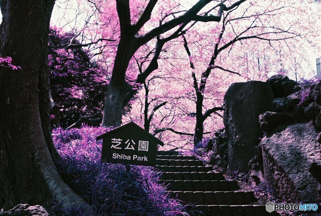 20200405_CANON F-1_2019LomochromePurple 