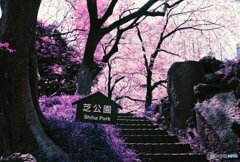 20200405_CANON F-1_2019LomochromePurple 