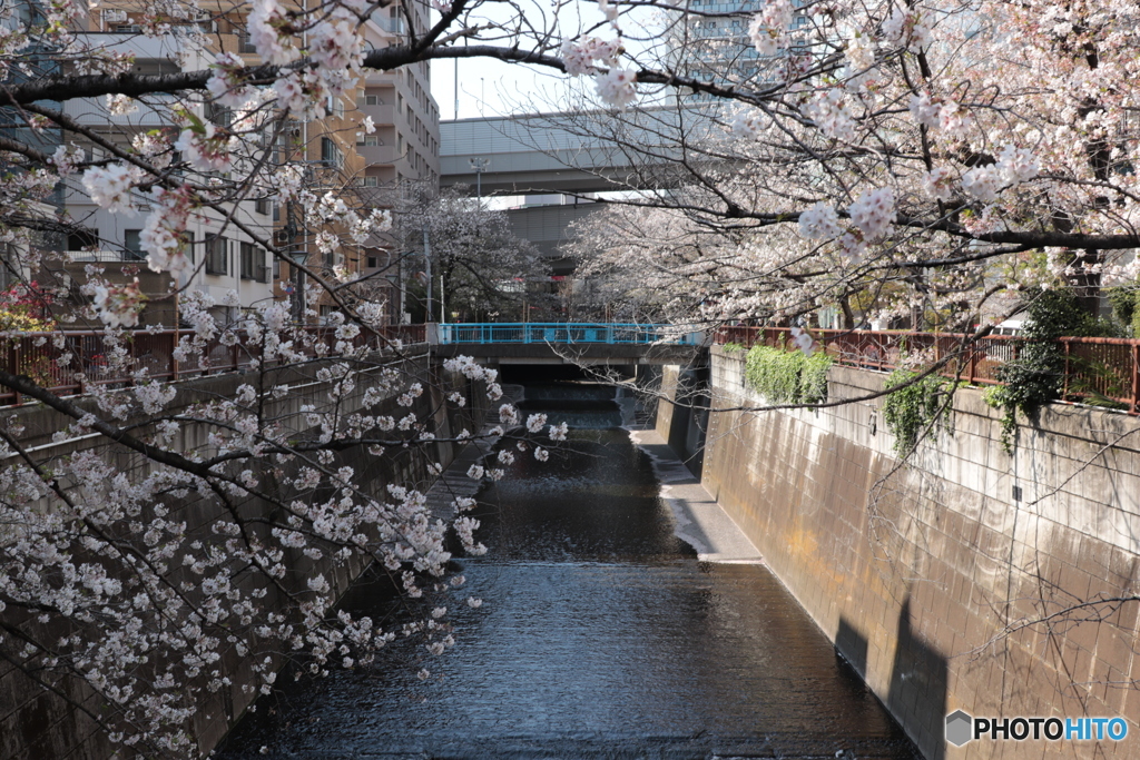 20200404_canon900D_目黒川 (5)