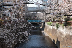 20200404_canon900D_目黒川 (5)