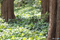 CANON9000D_EF50mm1,8F (14)