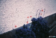 20200405_CANON F-1_2019LomochromePurple 