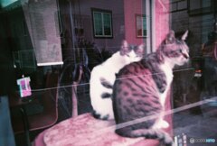 ブティックの猫