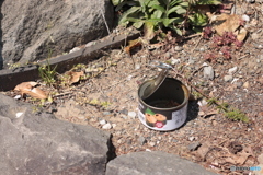 CANON9000D_EF50mm1,8F (7)