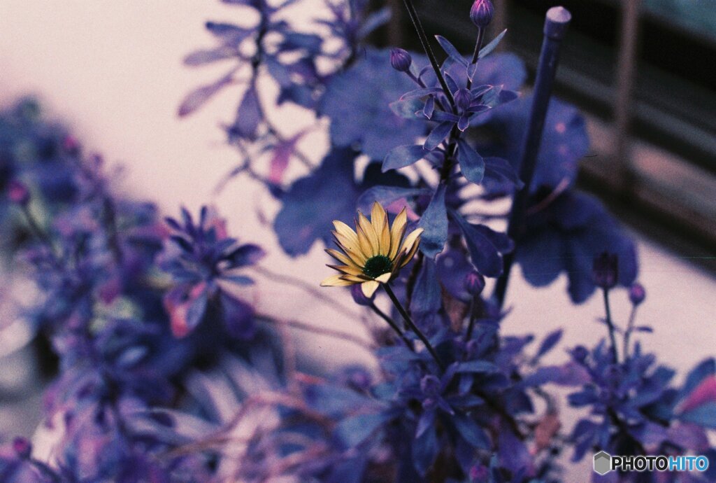 20200405_CANON F-1_2019LomochromePurple 