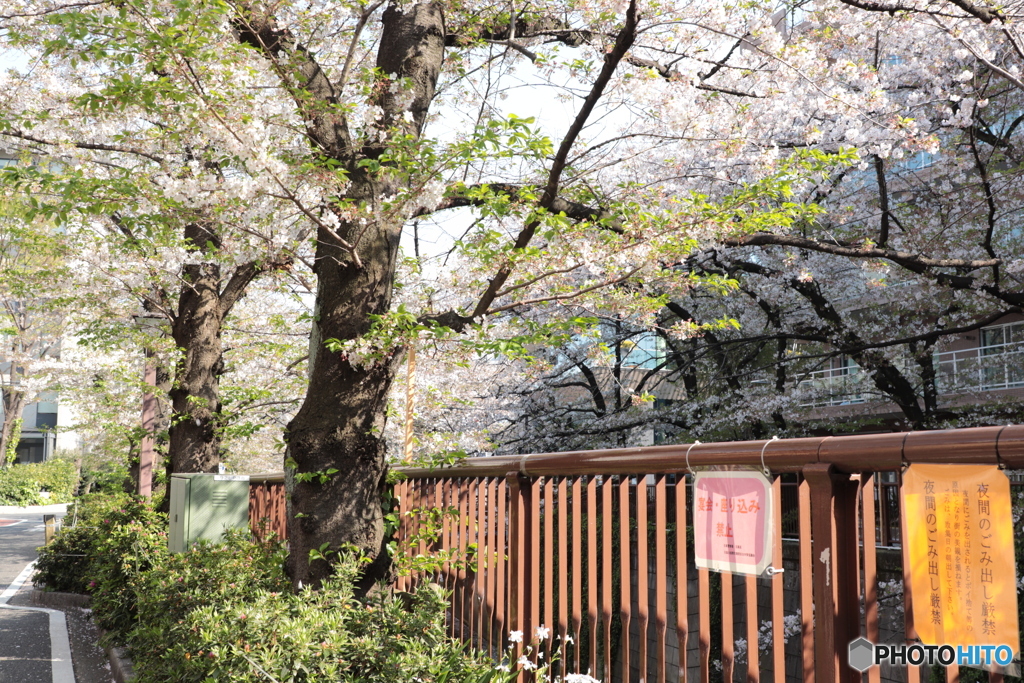 20200404_canon900D_目黒川 (18)