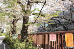 20200404_canon900D_目黒川 (18)