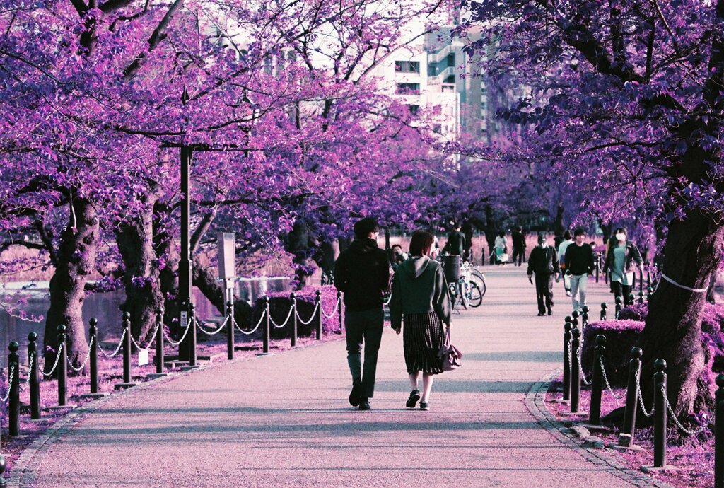 20200412_0426_CANON F-1_2019LomochromePu