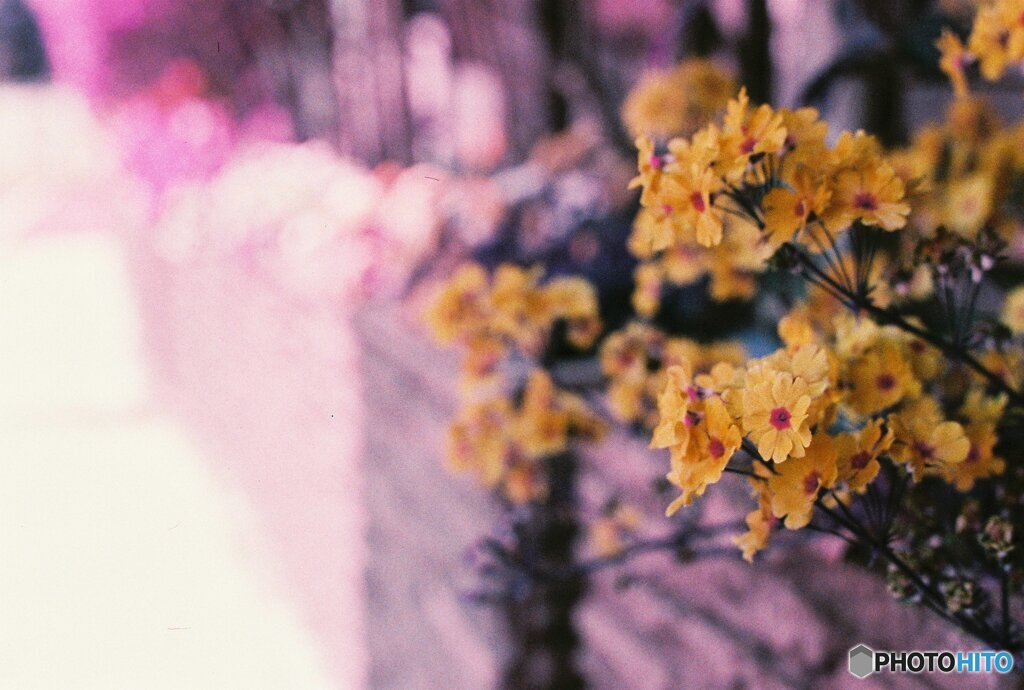 20200405_CANON F-1_2019LomochromePurple 
