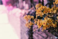 20200405_CANON F-1_2019LomochromePurple 
