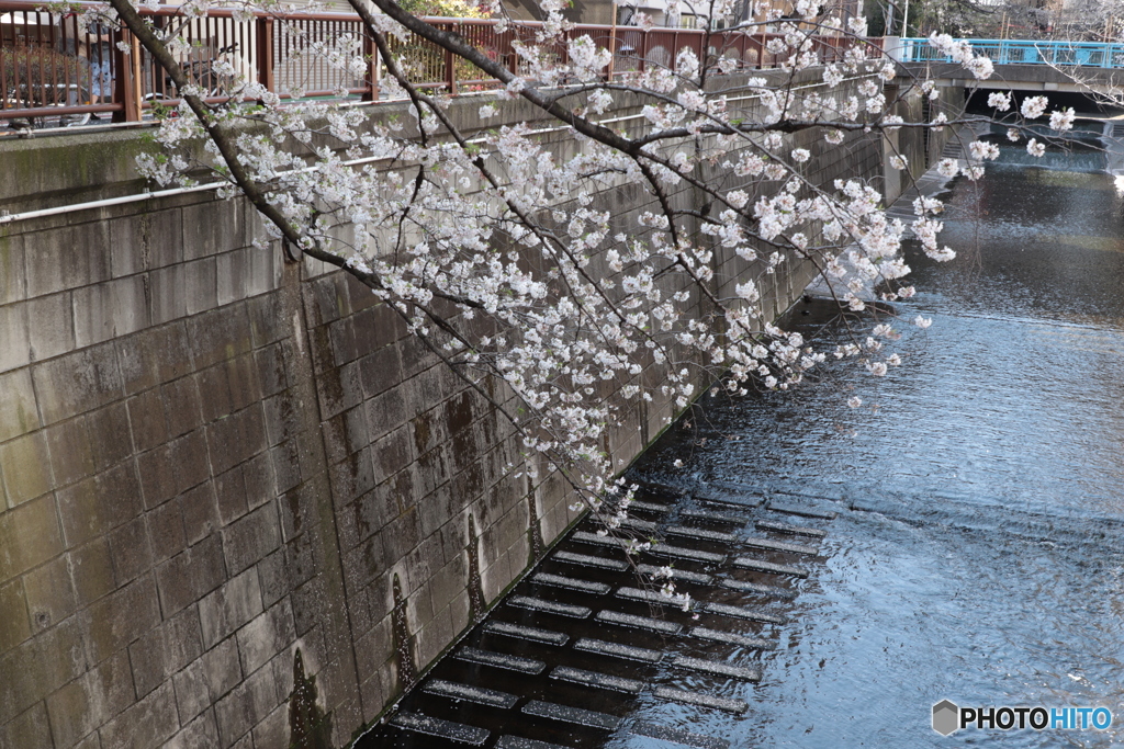 20200404_canon900D_目黒川 (8)