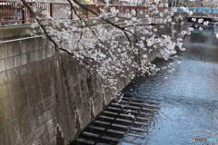 20200404_canon900D_目黒川 (8)