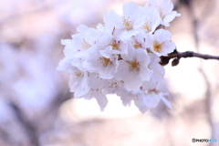 20200404_canon900D_目黒川 (144)