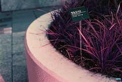 20200405_CANON F-1_2019LomochromePurple 