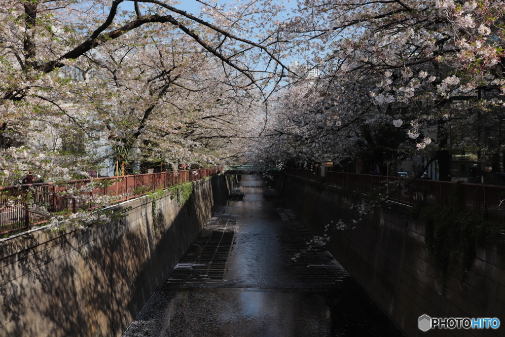 20200404_canon900D_目黒川 (23)