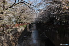 20200404_canon900D_目黒川 (23)