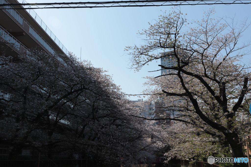 20200404_canon900D_目黒川 (19)